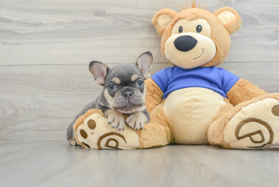 Best French Bulldog Baby