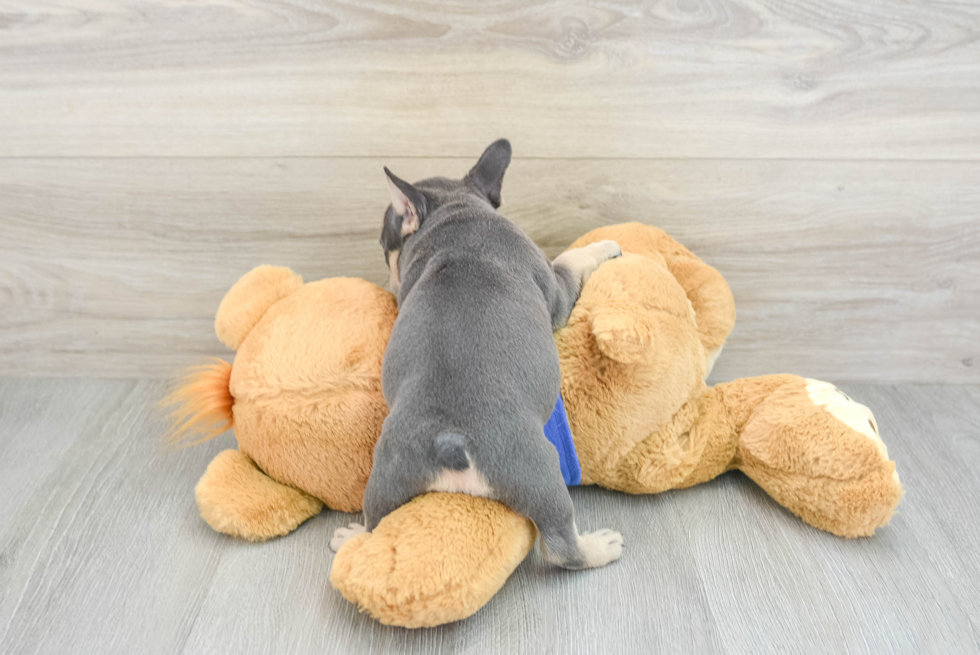 Best French Bulldog Baby