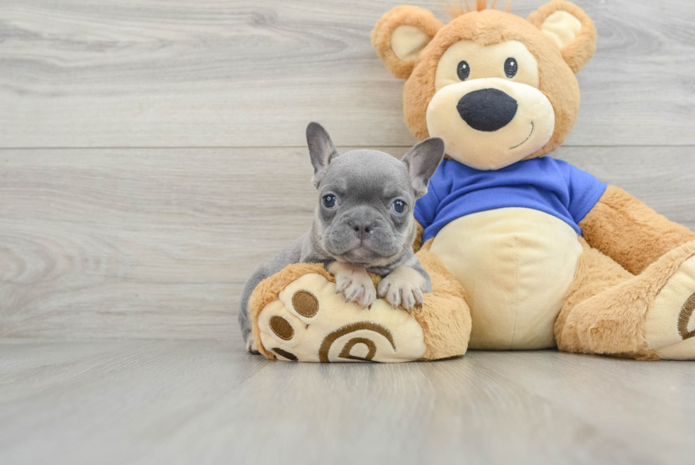 French Bulldog Pup Being Cute