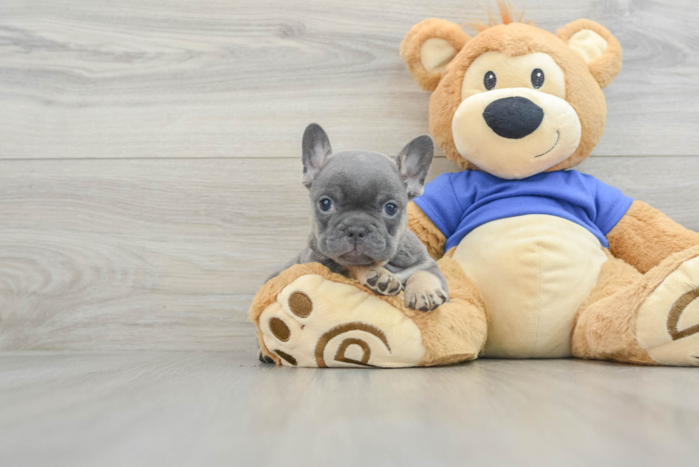 Best French Bulldog Baby