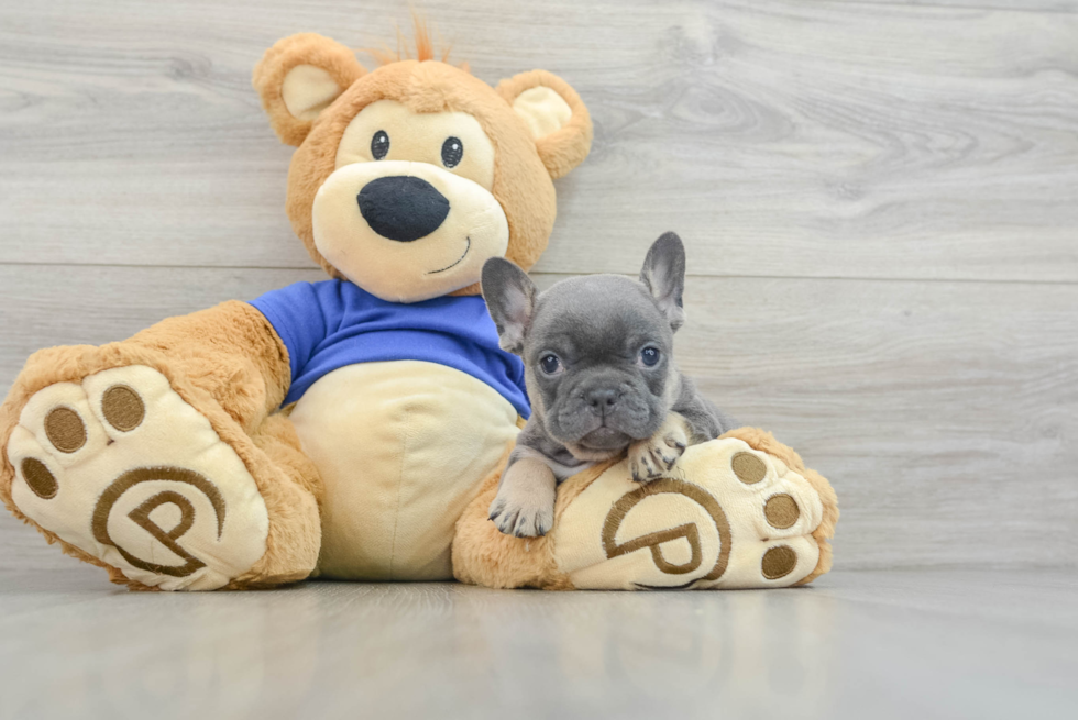 Best French Bulldog Baby