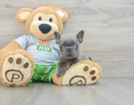 8 week old French Bulldog Puppy For Sale - Windy City Pups