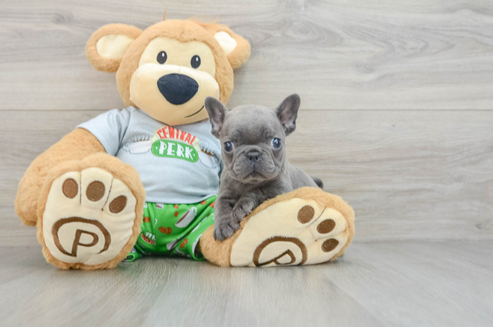 8 week old French Bulldog Puppy For Sale - Windy City Pups