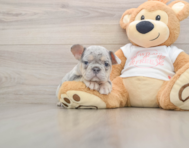 6 week old French Bulldog Puppy For Sale - Windy City Pups