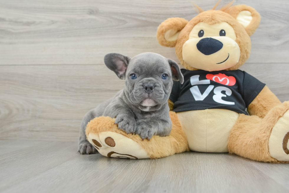 French Bulldog Pup Being Cute