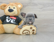 7 week old French Bulldog Puppy For Sale - Windy City Pups