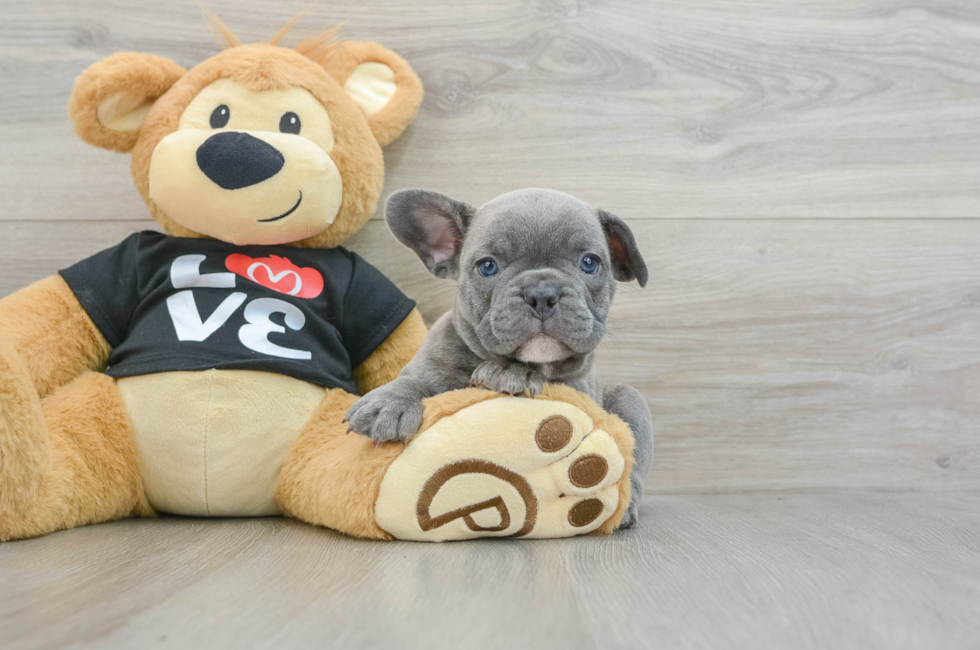 6 week old French Bulldog Puppy For Sale - Windy City Pups