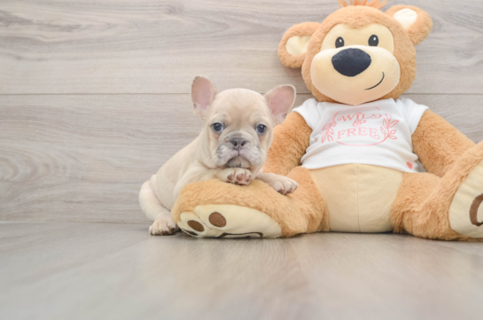 Akc Registered French Bulldog Baby