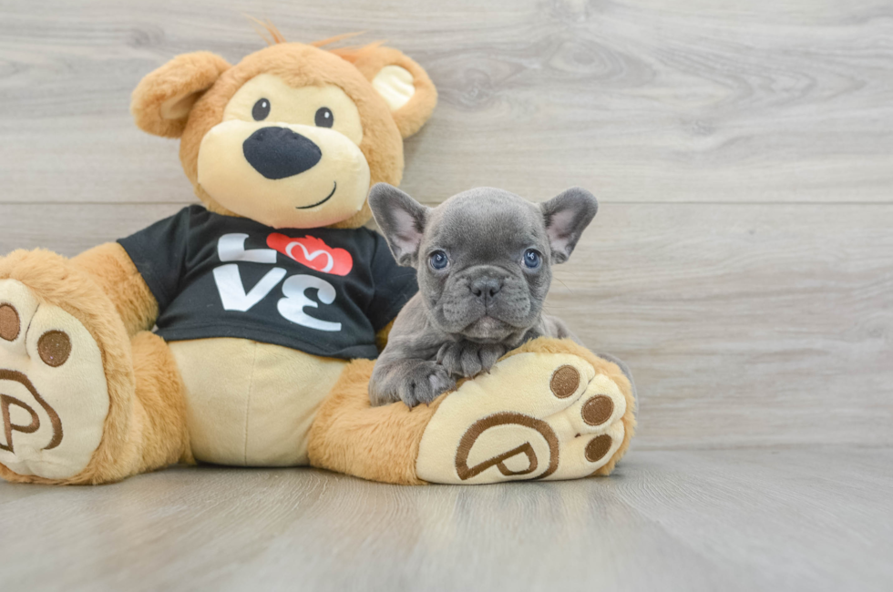 6 week old French Bulldog Puppy For Sale - Windy City Pups