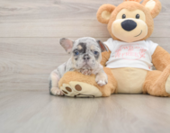 9 week old French Bulldog Puppy For Sale - Windy City Pups