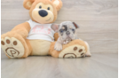 French Bulldog Puppy for Adoption