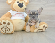 6 week old French Bulldog Puppy For Sale - Windy City Pups