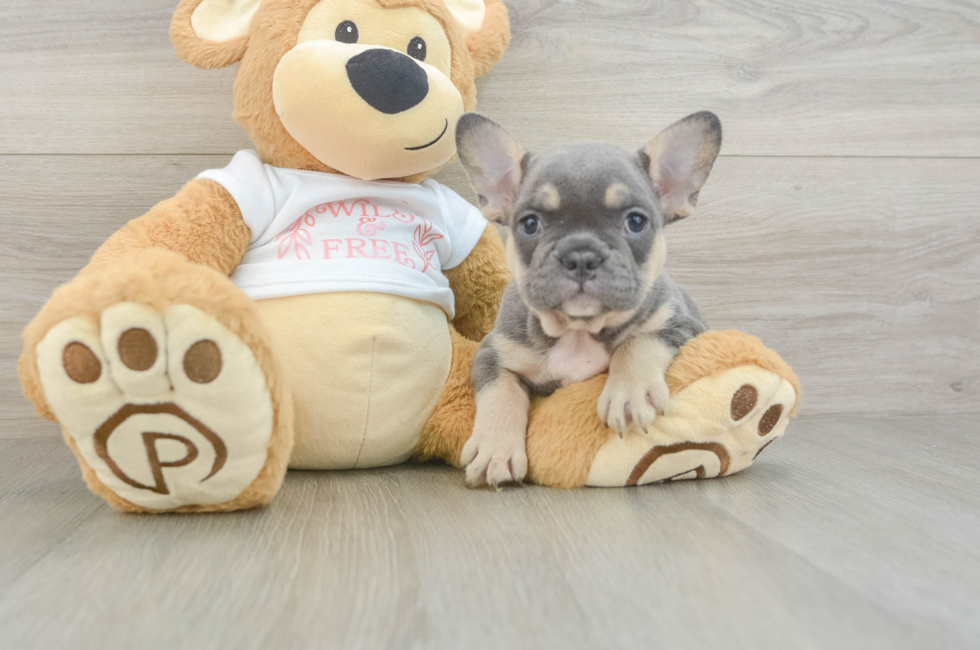 6 week old French Bulldog Puppy For Sale - Windy City Pups