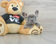 7 week old French Bulldog Puppy For Sale - Windy City Pups