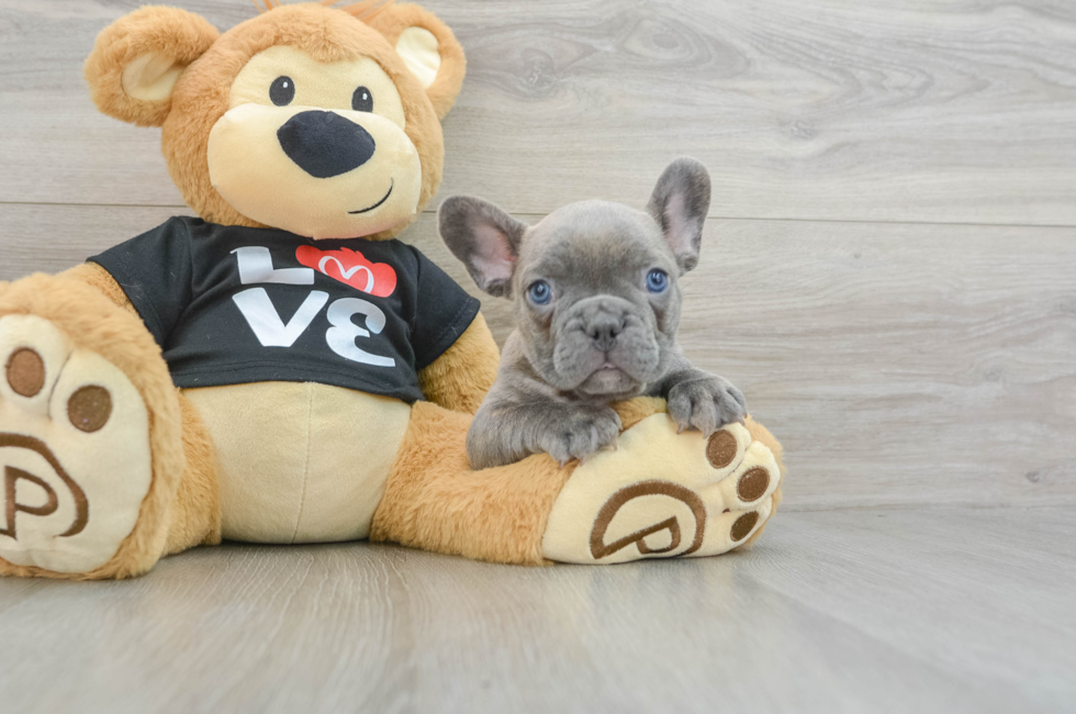 6 week old French Bulldog Puppy For Sale - Windy City Pups