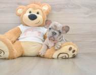 6 week old French Bulldog Puppy For Sale - Windy City Pups