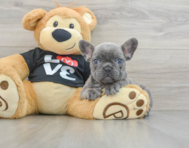 8 week old French Bulldog Puppy For Sale - Windy City Pups