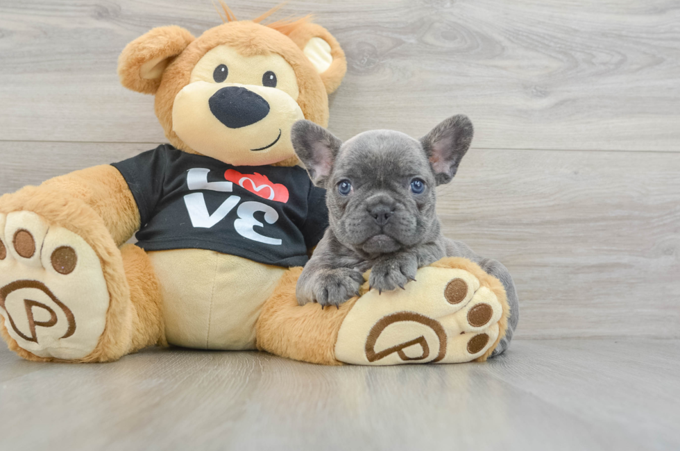 6 week old French Bulldog Puppy For Sale - Windy City Pups