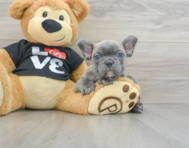 7 week old French Bulldog Puppy For Sale - Windy City Pups