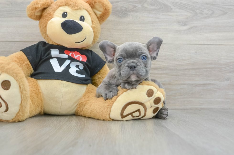 6 week old French Bulldog Puppy For Sale - Windy City Pups