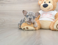 6 week old French Bulldog Puppy For Sale - Windy City Pups