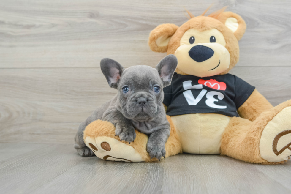 Sweet Frenchie Purebred Puppy