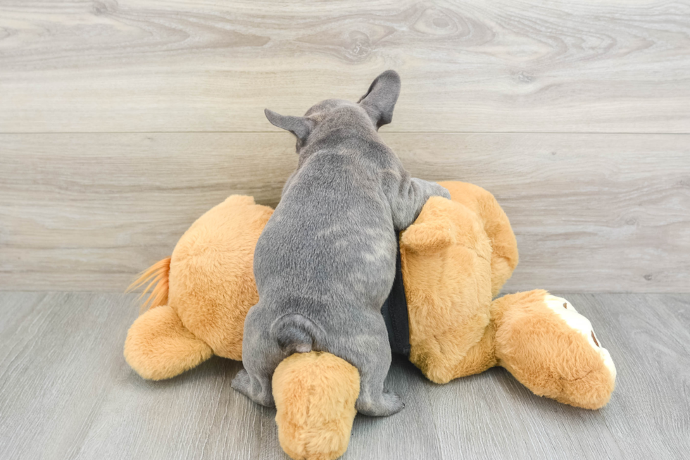 Small French Bulldog Purebred Pup