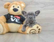 7 week old French Bulldog Puppy For Sale - Windy City Pups