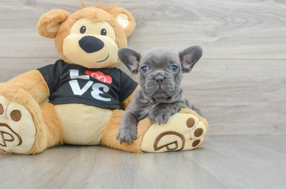 6 week old French Bulldog Puppy For Sale - Windy City Pups