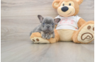 Best French Bulldog Baby