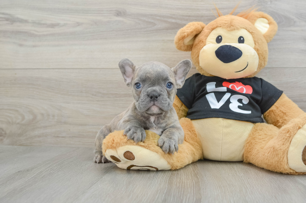 6 week old French Bulldog Puppy For Sale - Windy City Pups