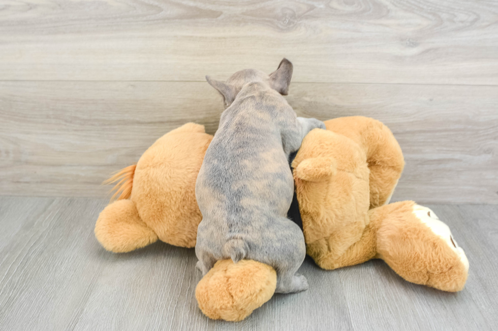 Popular French Bulldog Baby