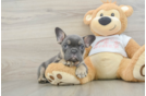 French Bulldog Pup Being Cute