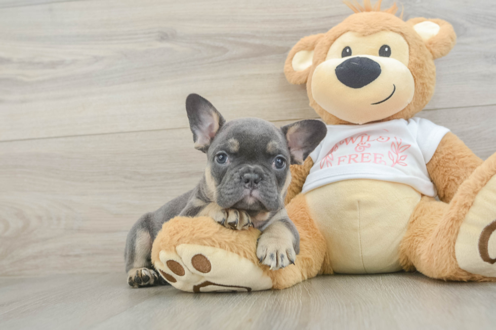 French Bulldog Pup Being Cute