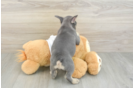 Little French Bulldog Purebred Pup