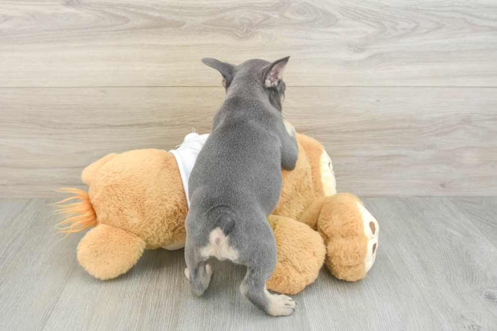 Little French Bulldog Purebred Pup