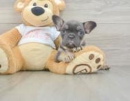 6 week old French Bulldog Puppy For Sale - Windy City Pups