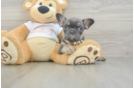 Funny French Bulldog Baby