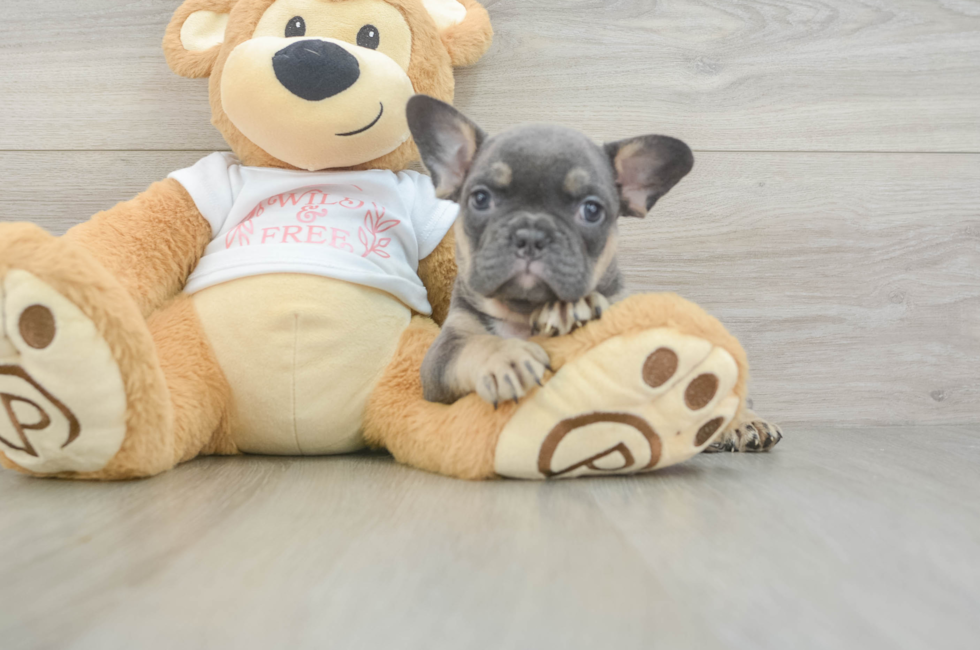 6 week old French Bulldog Puppy For Sale - Windy City Pups