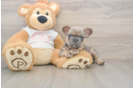 Cute Frenchie Purebred Puppy