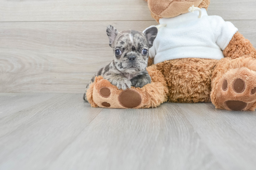 8 week old French Bulldog Puppy For Sale - Windy City Pups