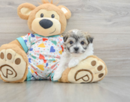 6 week old Havachon Puppy For Sale - Windy City Pups