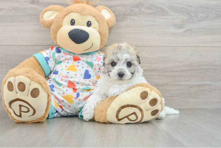 Adorable Havashon Designer Puppy