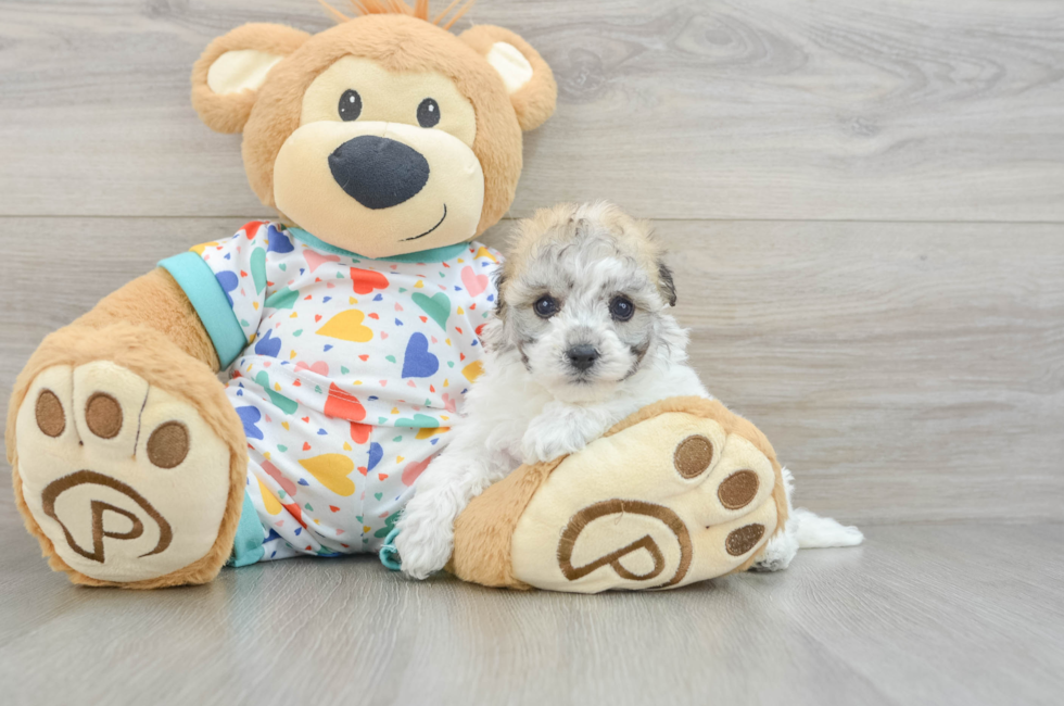 5 week old Havachon Puppy For Sale - Windy City Pups