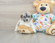 6 week old Havachon Puppy For Sale - Windy City Pups