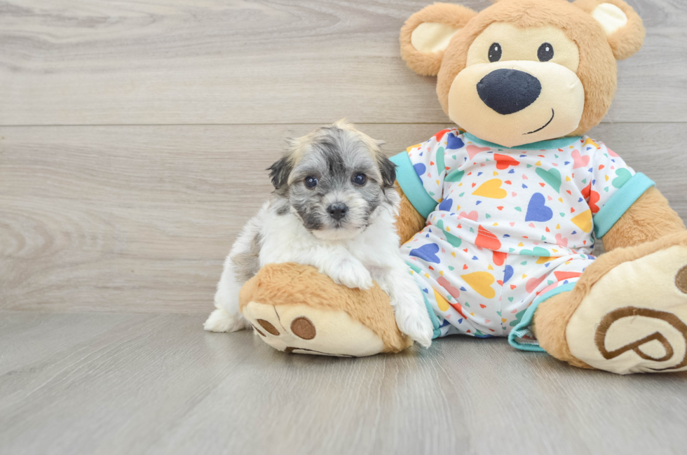 5 week old Havachon Puppy For Sale - Windy City Pups