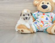 6 week old Havachon Puppy For Sale - Windy City Pups
