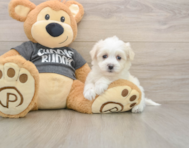 5 week old Havachon Puppy For Sale - Windy City Pups