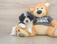 5 week old Havachon Puppy For Sale - Windy City Pups