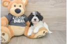 Havachon Pup Being Cute